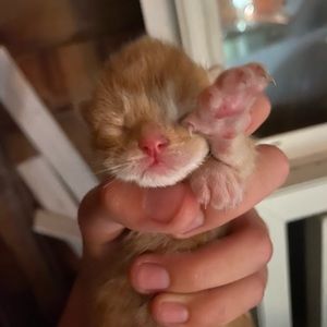 Meet your Posher, Mm